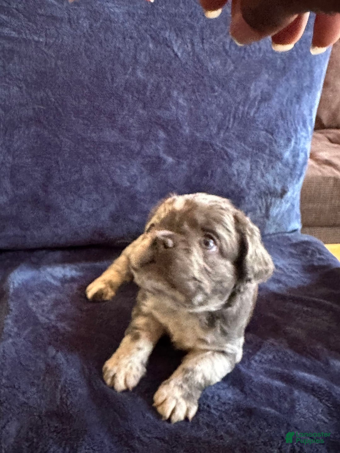 French Bulldog dogs for sale: Fendi - Image 4