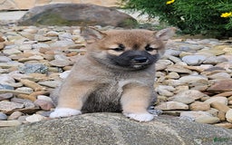 Shiba Inu dogs for sale: Rex - Image 6