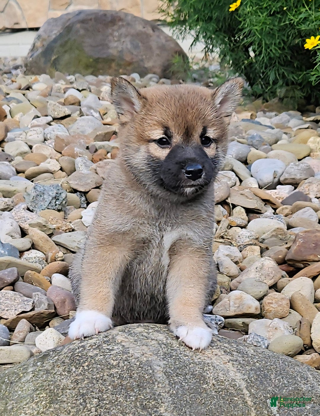 Shiba Inu dogs for sale: Rex - Image 6