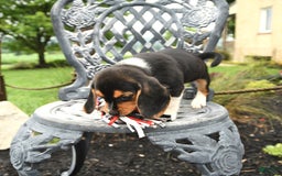 Beagle dogs for sale: Aubrey - Image 1