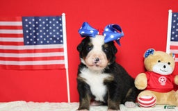Bernese Mountain Dog dogs for sale: Pebbles - Image 57