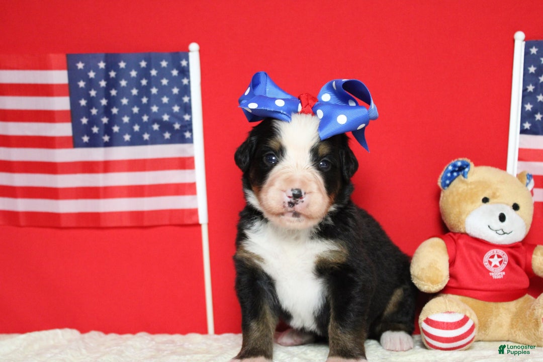 Bernese Mountain Dog dogs for sale: Pebbles - Image 57