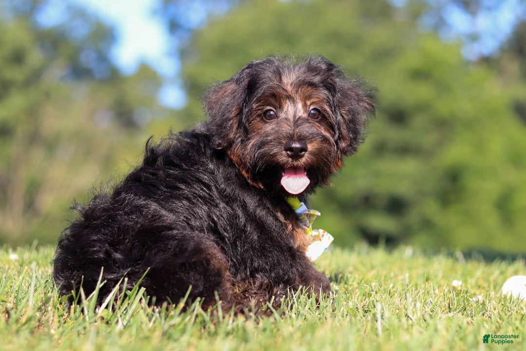 Yorkiepoo dogs for sale: Henry - Image 8