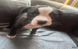 American Bully dogs for sale: Jade - Image 1