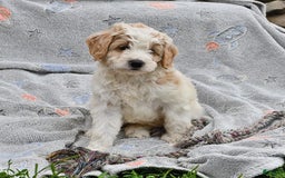 Mini Goldendoodle dogs for sale: Dallas - Image 16