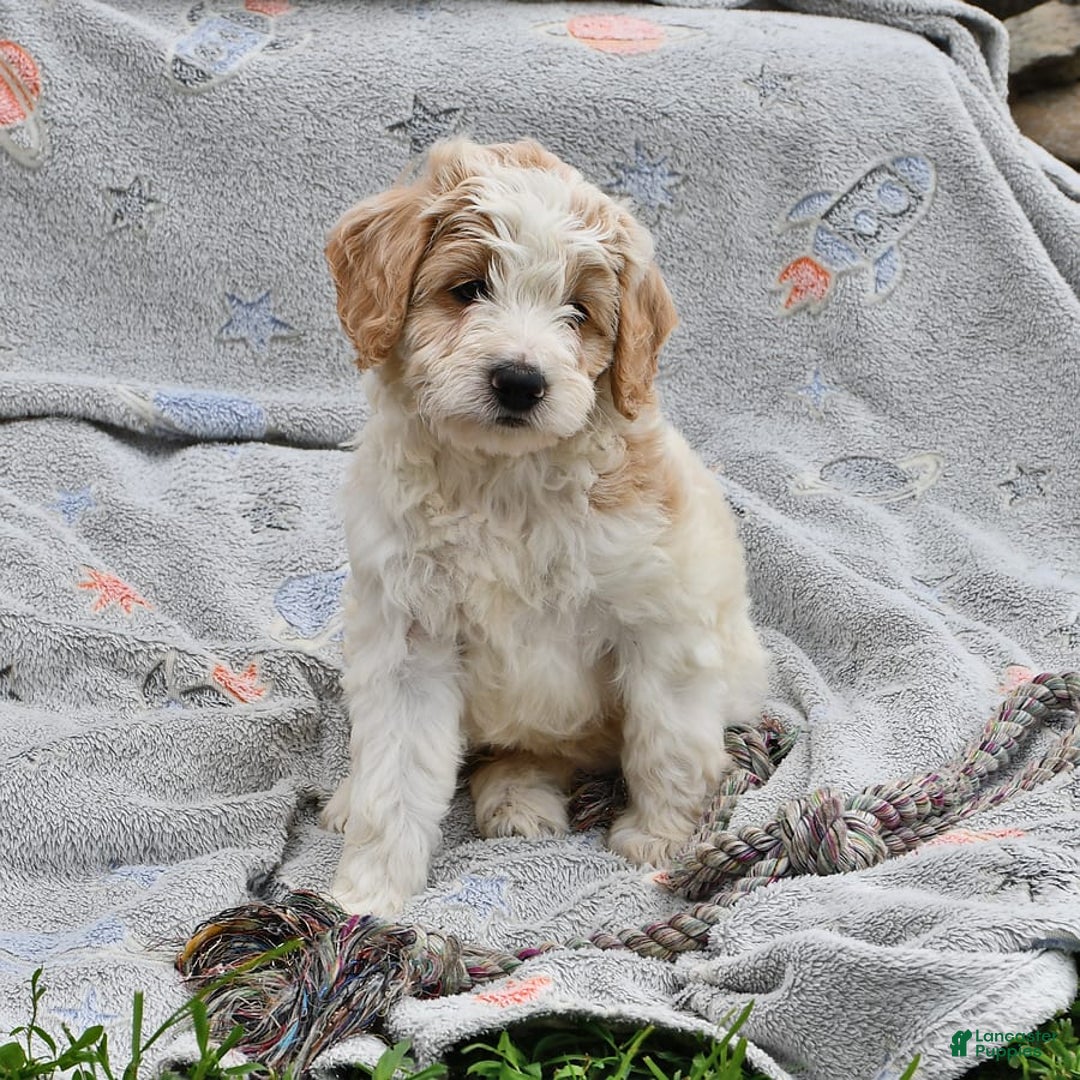 Mini Goldendoodle dogs for sale: Dallas - Image 16