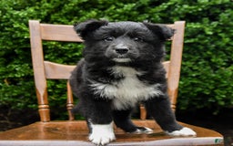 Border Collie dogs for sale: Paris - Image 1