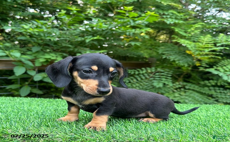 Miniature Dachshund dogs for sale - Ad 4