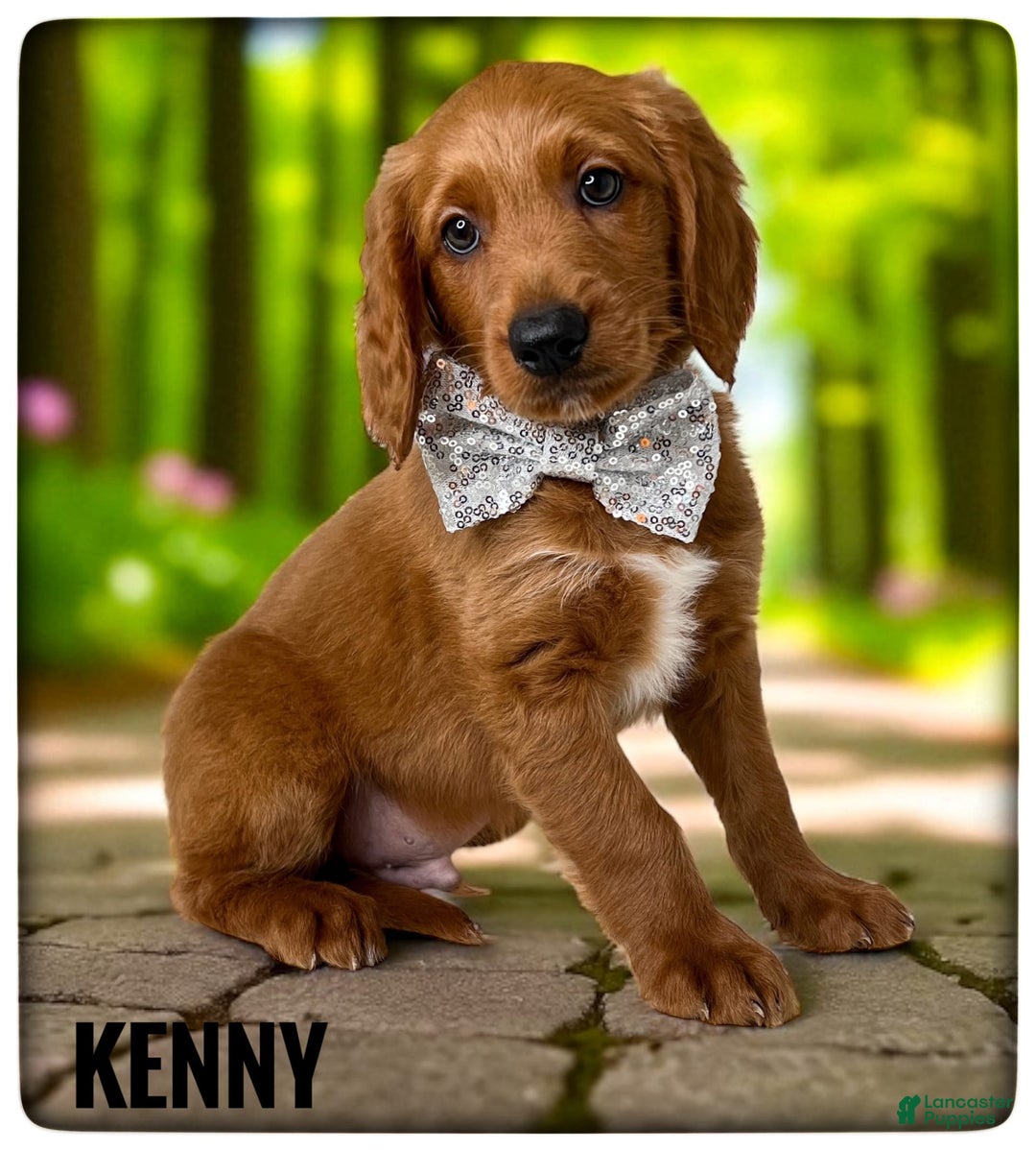 Goldendoodle dogs for sale: Kenny Grey Collar - Image 2