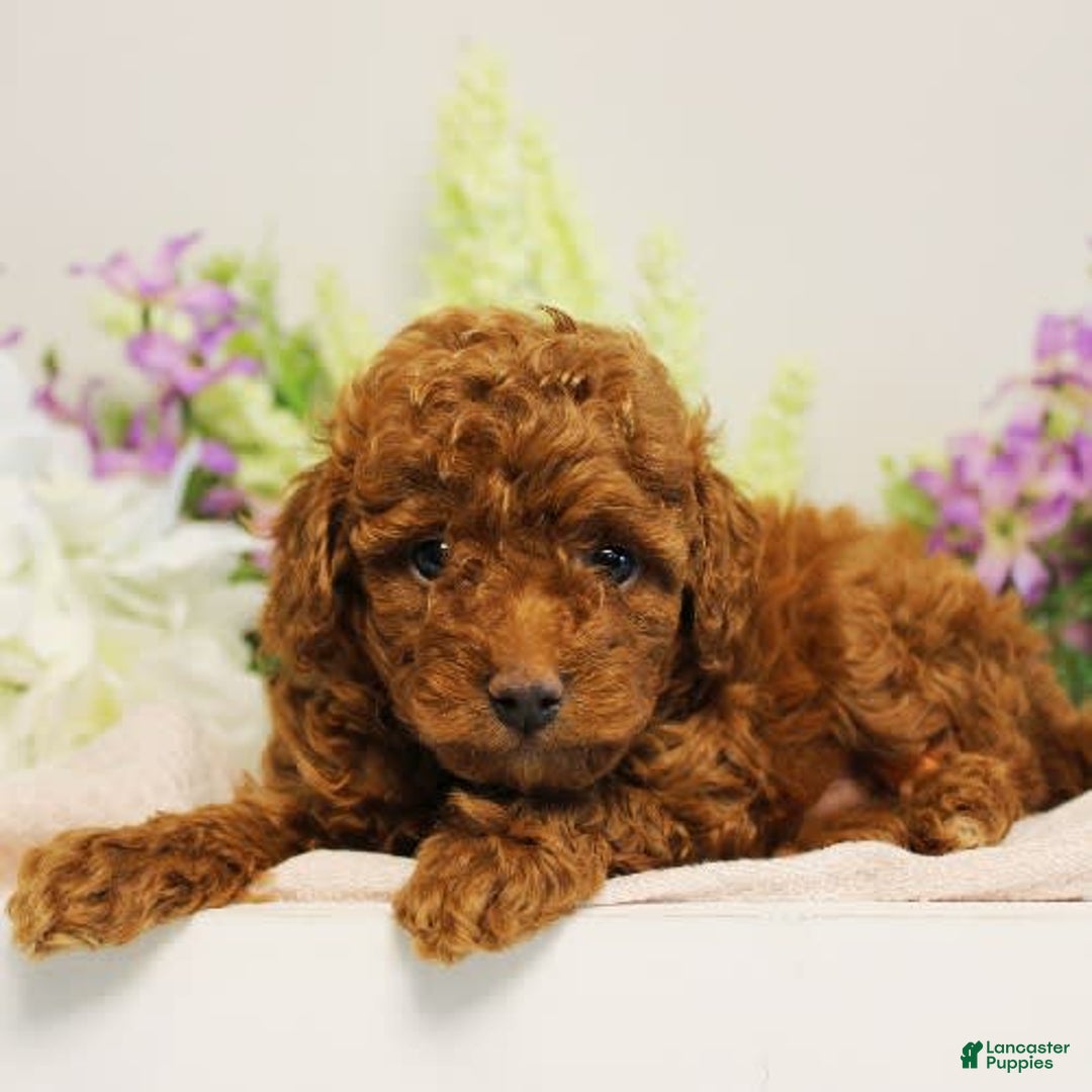 Toy Poodle dogs for sale: Silverstar - Image 6