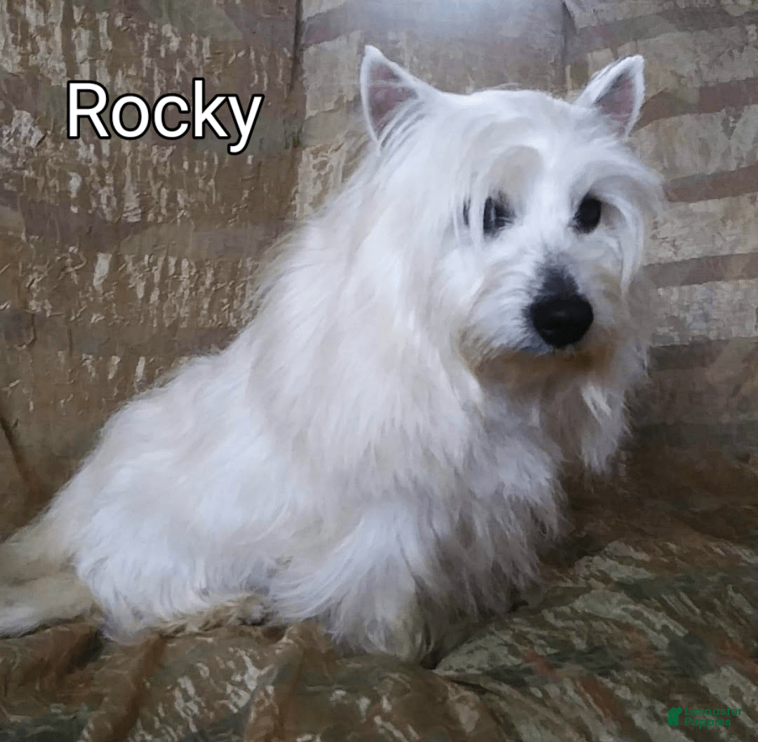 West Highland Terrier dogs for sale: Chip - Image 13
