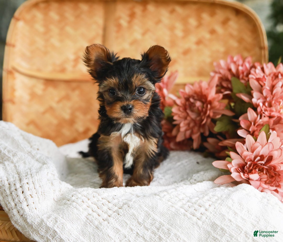 Yorkshire Terrier dogs for sale: Champ Teacup - Image 3