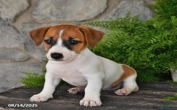Jack Russell Terrier dogs for sale: Tucker - Image 3