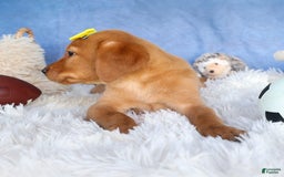 Labrador Retriever dogs for sale: Red Fox Geo - Image 17