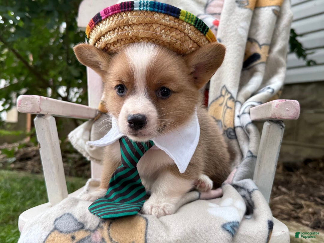 Welsh Corgi Pembroke dogs for sale: Justine - Image 2
