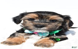 Morkie dogs for sale: Hickory - Image 5