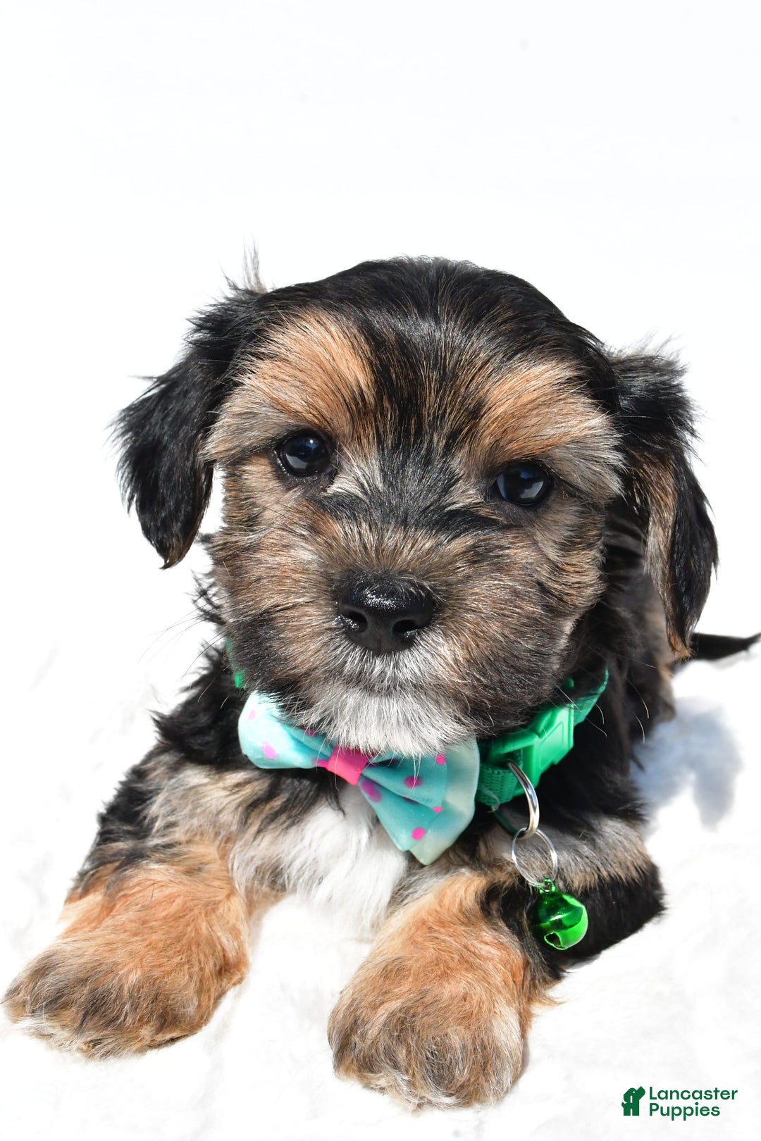 Morkie dogs for sale: Hickory - Image 5