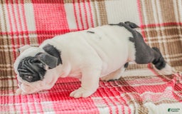 English Bulldog dogs for sale: Max - Image 11