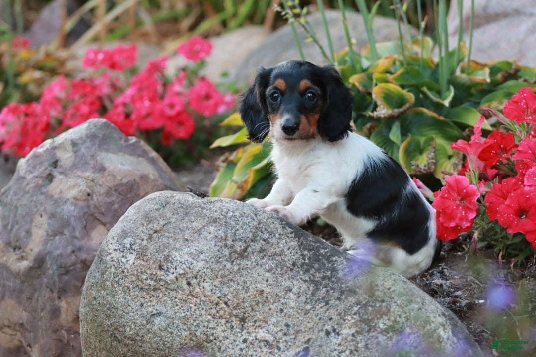 Miniature Dachshund dogs for sale: Barbie - Image 4