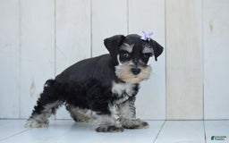 Miniature Schnauzer dogs for sale: Tizzy - Image 4