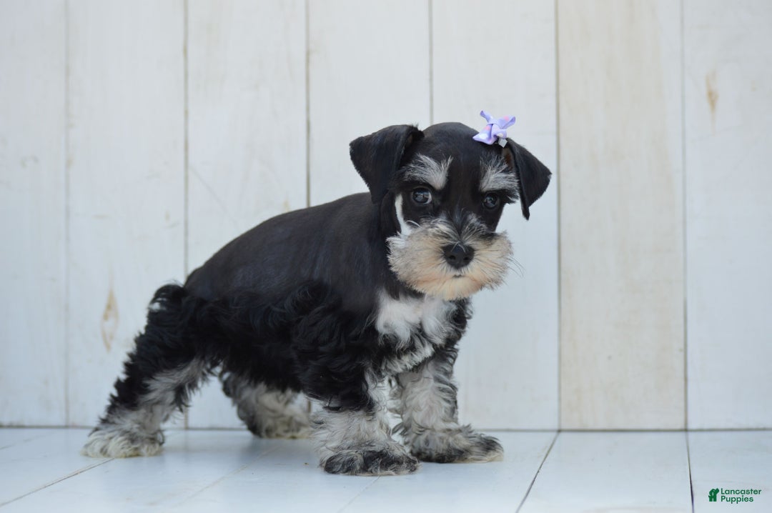 Miniature Schnauzer dogs for sale: Tizzy - Image 4