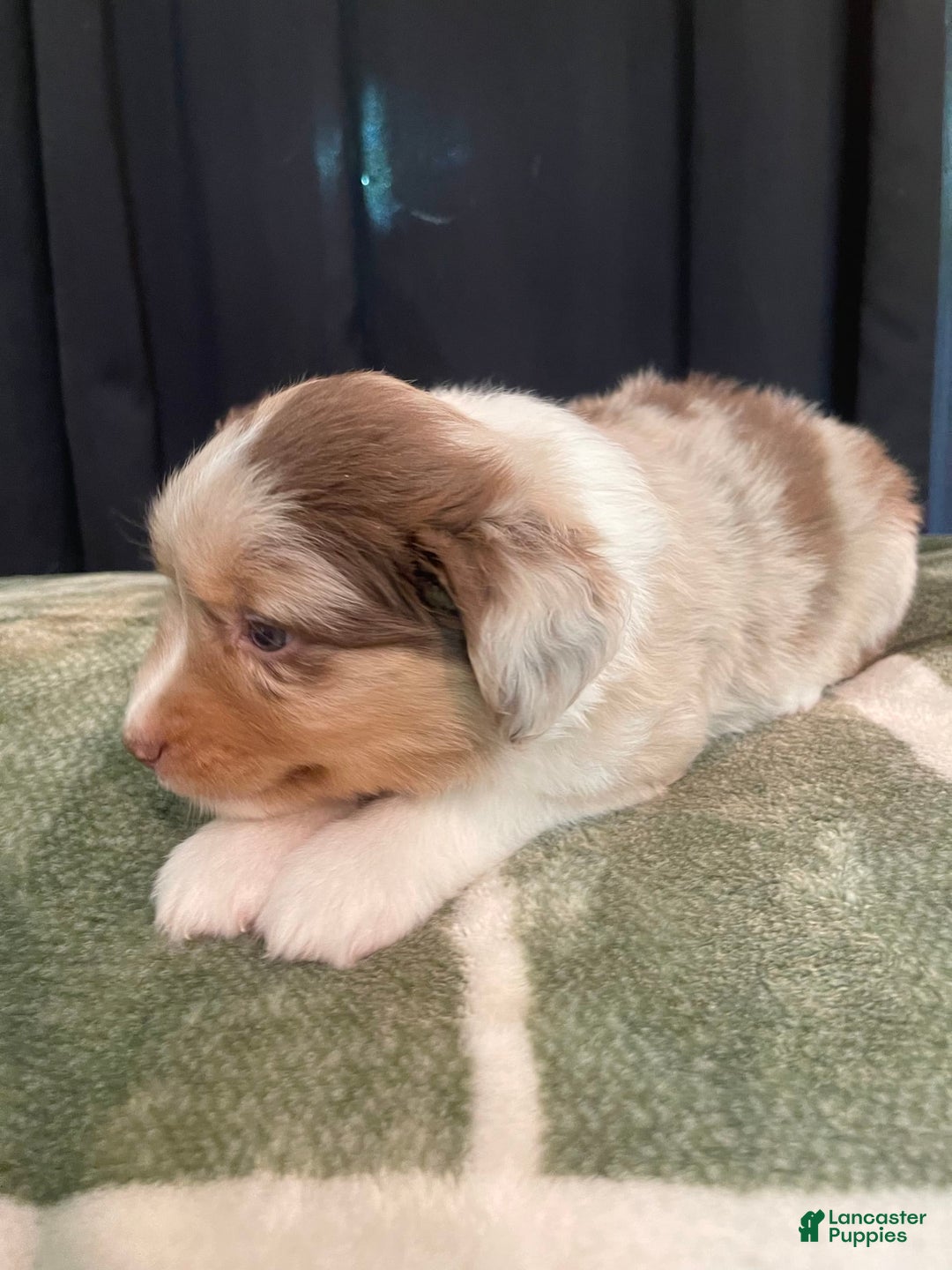 Australian Shepherd dogs for sale: Skipper - Image 3