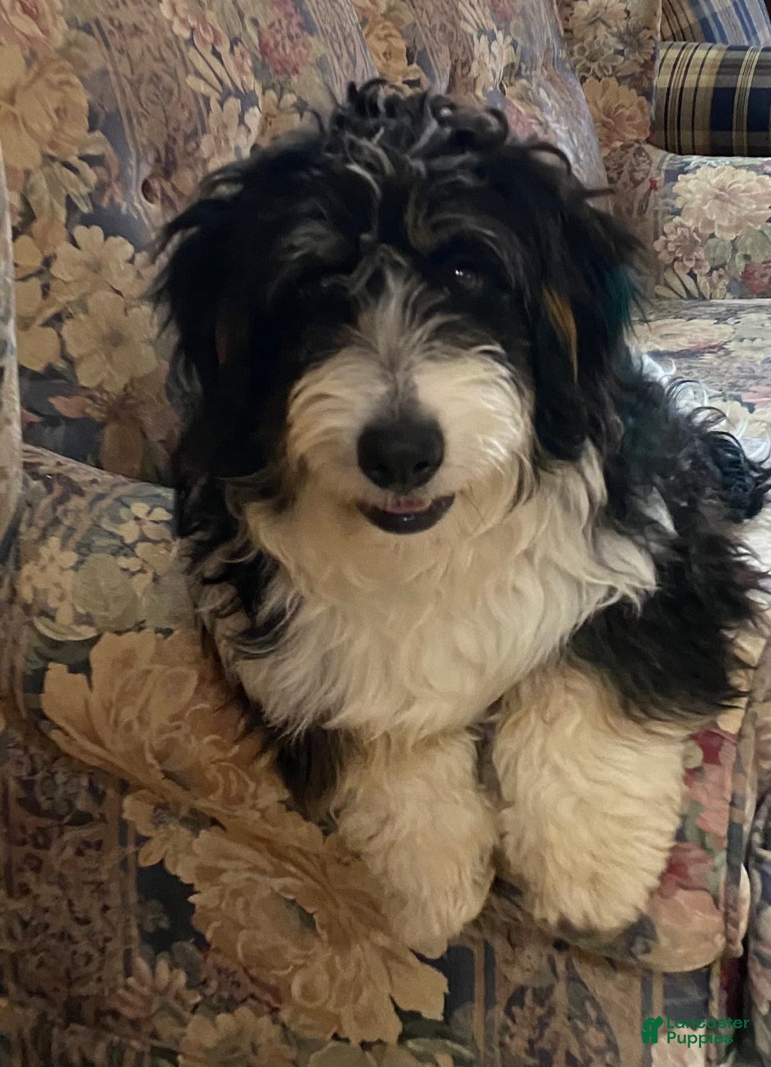 Mini Bernedoodle dogs for sale: Mike - Image 10