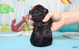 Mini Bernedoodle dogs for sale: Mini Bernedoodle 6 puppies - Image 6