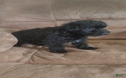 Yorkiepoo dogs for sale: Elvis - Image 6
