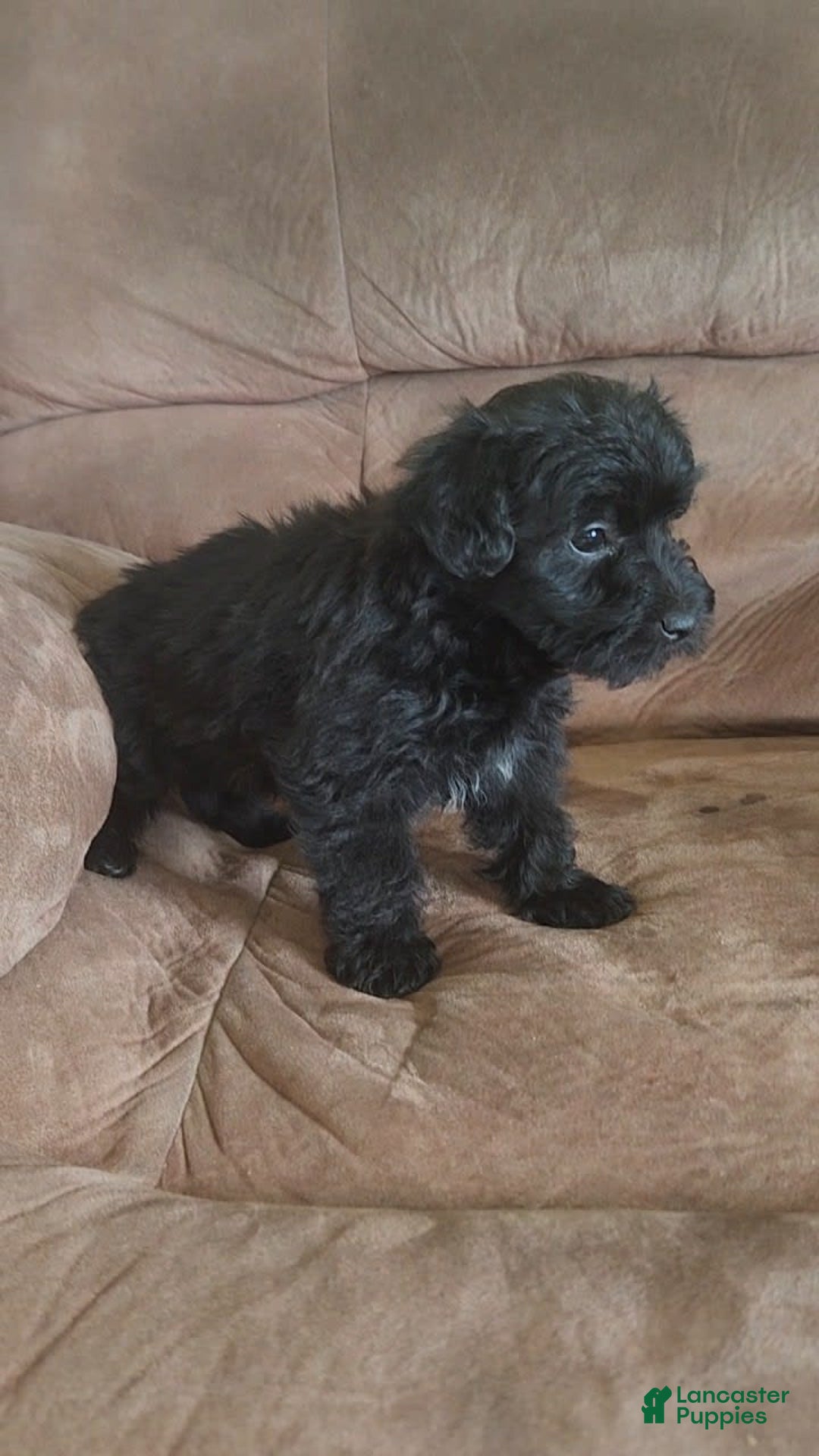 Yorkiepoo dogs for sale: Elvis - Image 6