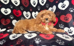 Cavapoo dogs for sale: Kona - Image 9