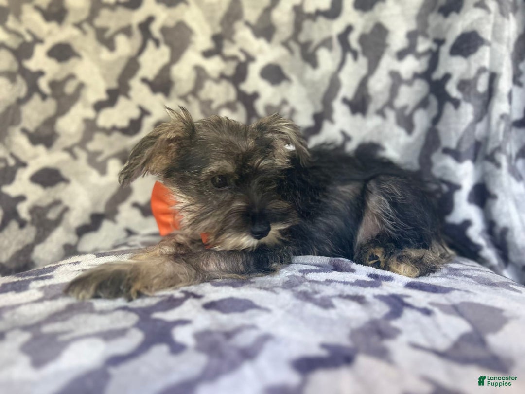 Miniature Schnauzer dogs for sale: Huck - Image 5