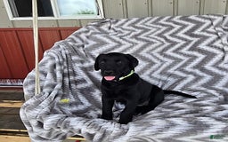 Labrador Retriever dogs for sale: Clover - Image 6