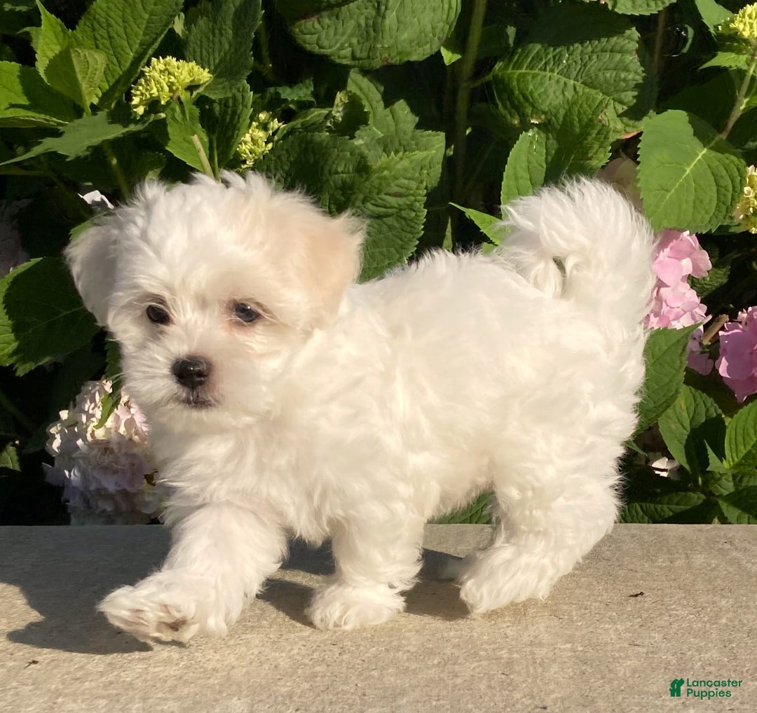Coton De Tulear dogs for sale: Button - Image 5