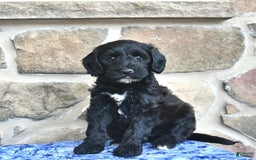 Goldendoodle dogs for sale: Star - Image 2
