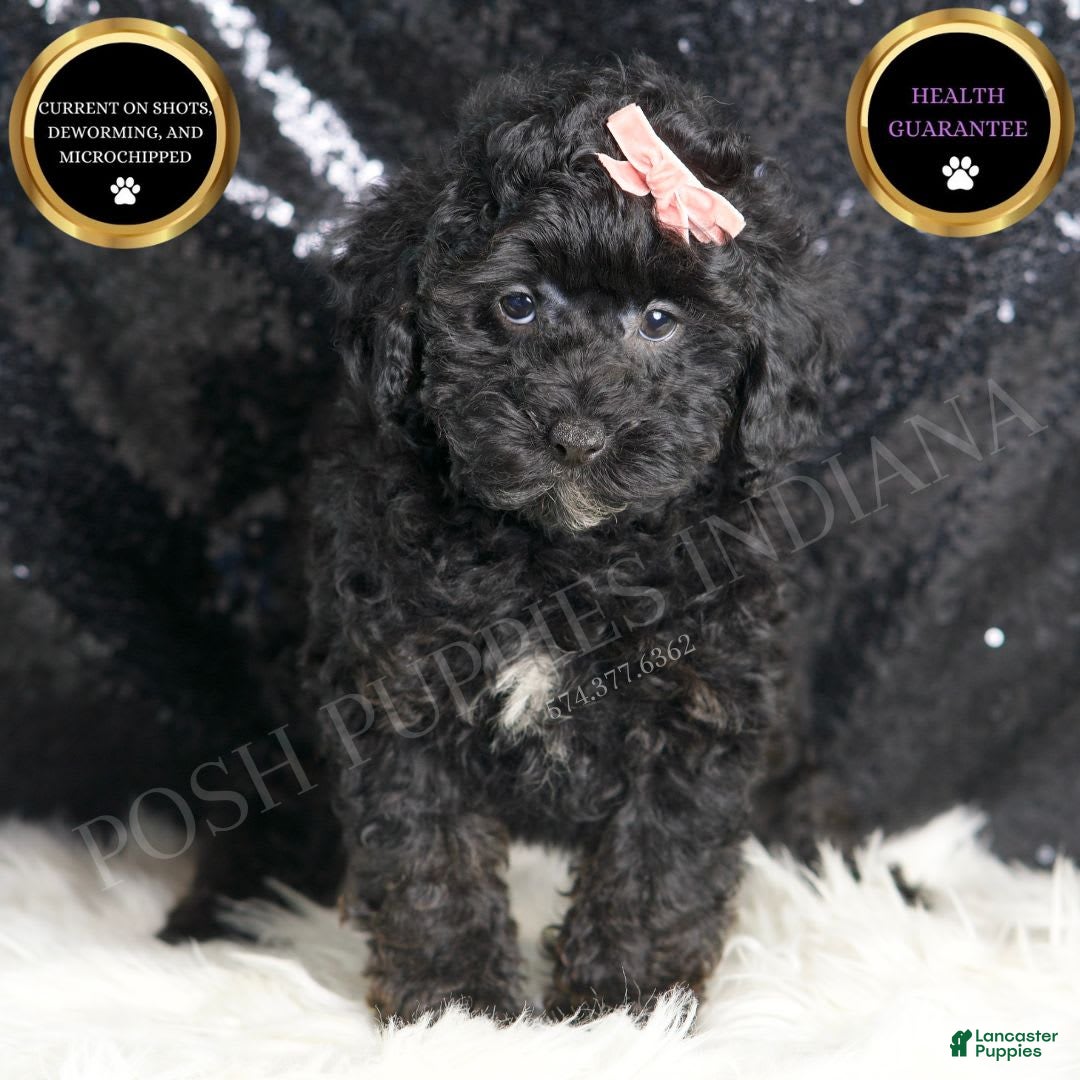 Toy Poodle dogs for sale: Luna - Image 3