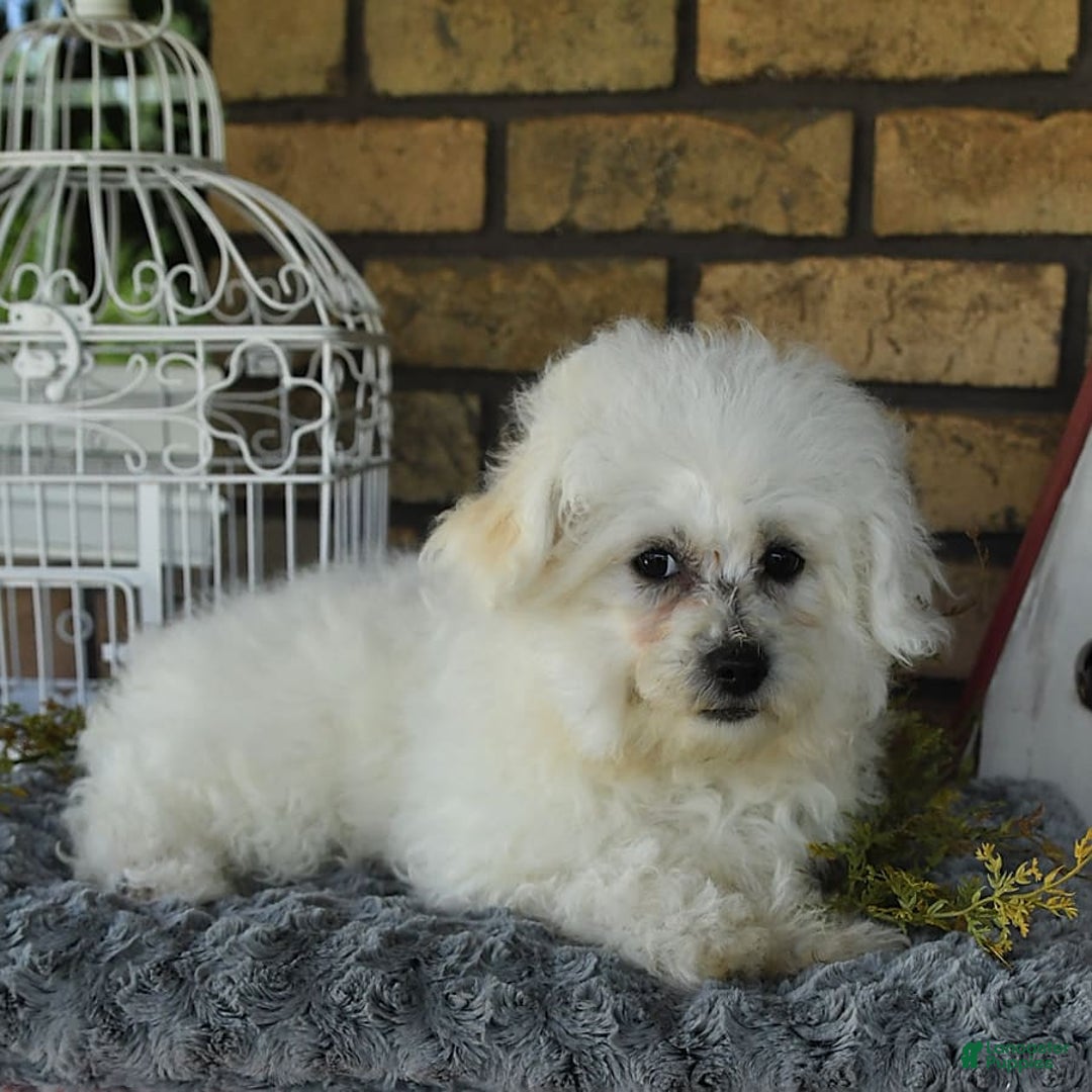 Havapoo dogs for sale: Thomas - Image 17