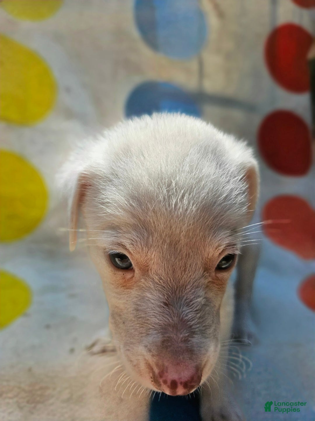 Border Collie dogs for sale: Hissy - Image 25
