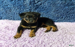 Rottweiler dogs for sale: Angeline - Image 12