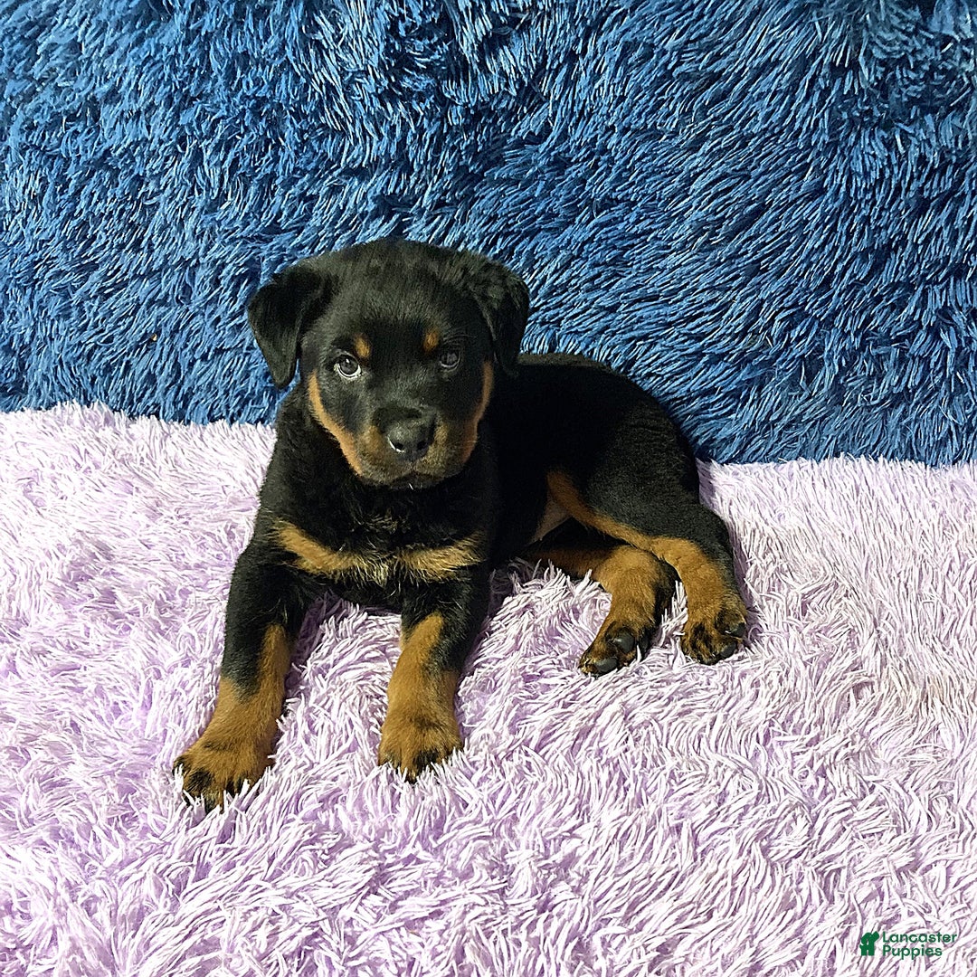 Rottweiler dogs for sale: Angeline - Image 12