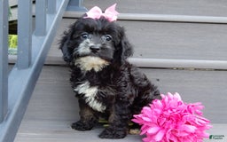 Cockapoo dogs for sale: Dolly - Image 6