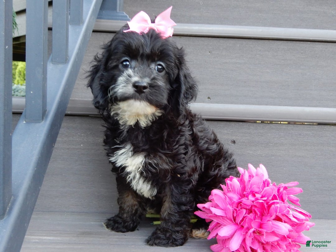 Cockapoo dogs for sale: Dolly - Image 6
