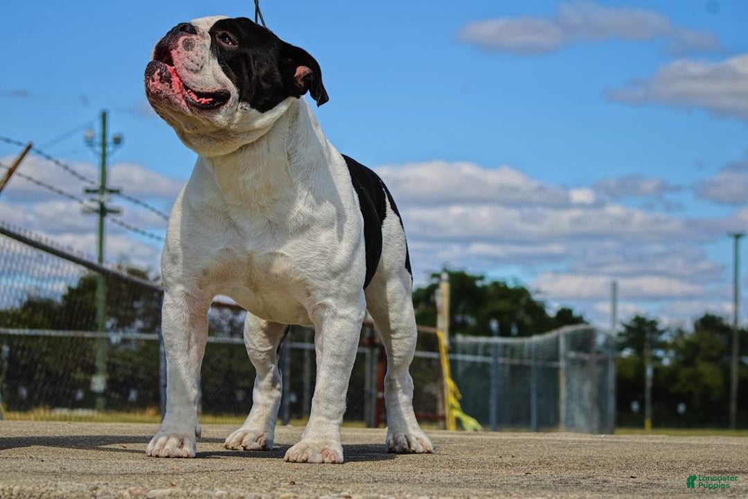 Olde English Bulldogge dogs for sale: Maple - Image 5