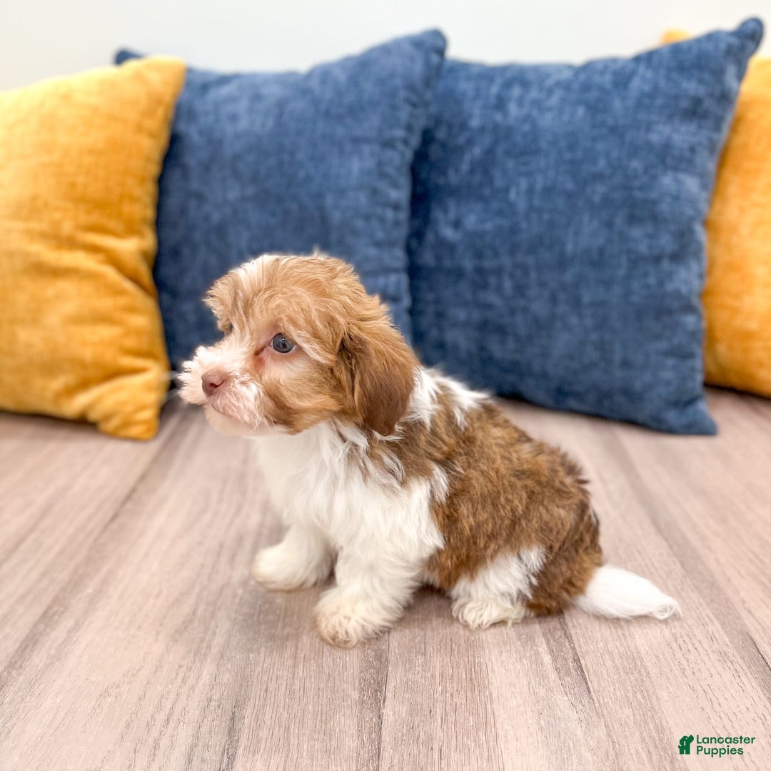 Havanese dogs for sale: Blaze - Image 3
