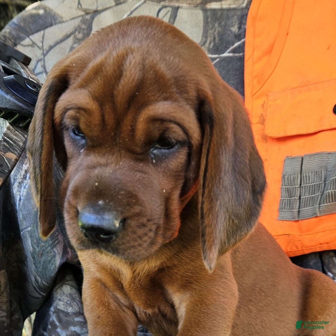 Redbone Coonhound dogs for sale: Grizzly - Image 4