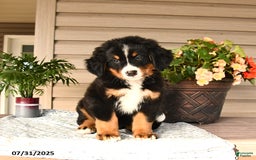 Bernese Mountain Dog dogs for sale: Buster - Image 11