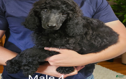 Standard Poodle dogs for sale: Male 4 - Image 2