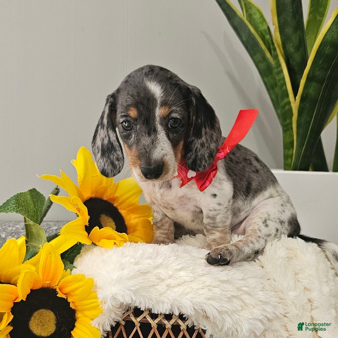 Dachshund dogs for sale: Miss Bailey - Image 25