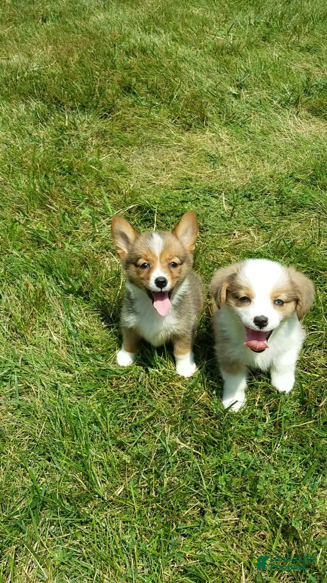 Welsh Corgi Pembroke dogs for sale: Molly - Image 1