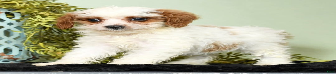 Penny